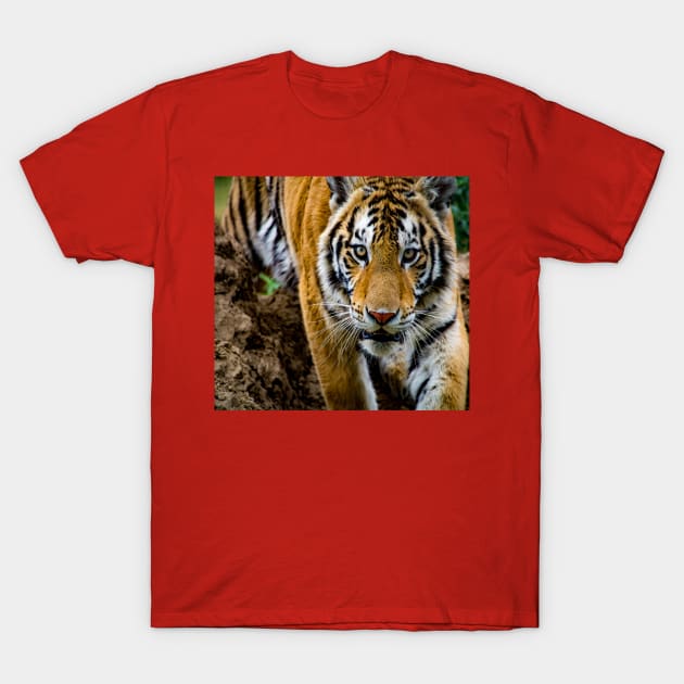 Tiger T-Shirt by StormChaserD